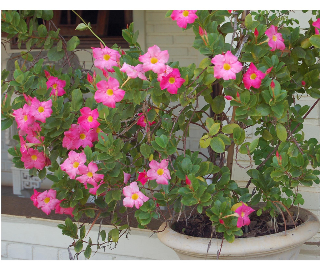 Mandevilla Plant
